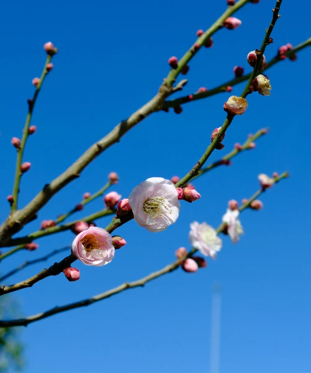 Edogawa Digital & Culture Works 4