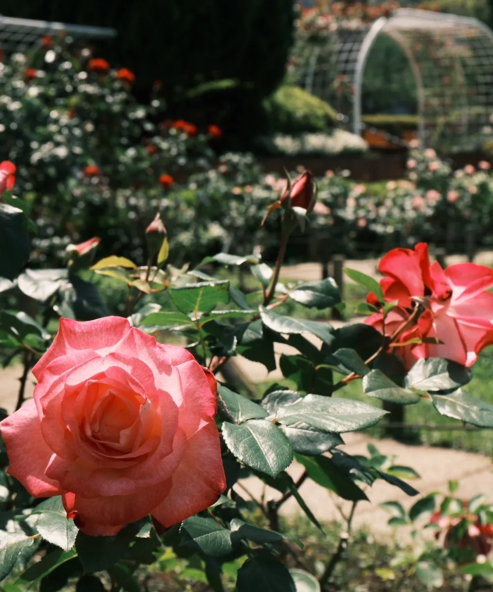 Edogawa Digital & Culture Works 6